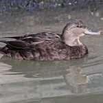 American Black Duck