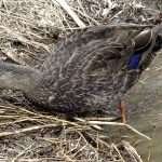 American Black Duck
