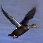 American Black Duck