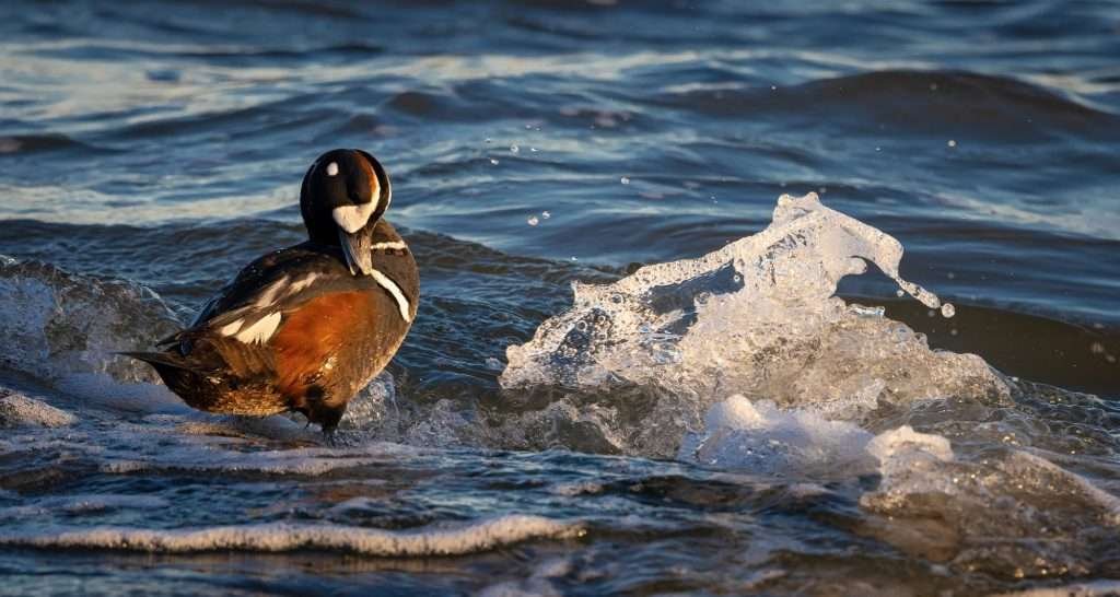 A Harlequin Duck in Winter