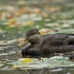 Beautiful shot of an american black duck in a pond