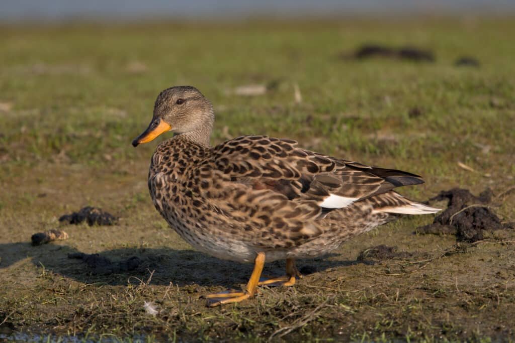 Female Gadwall Duck