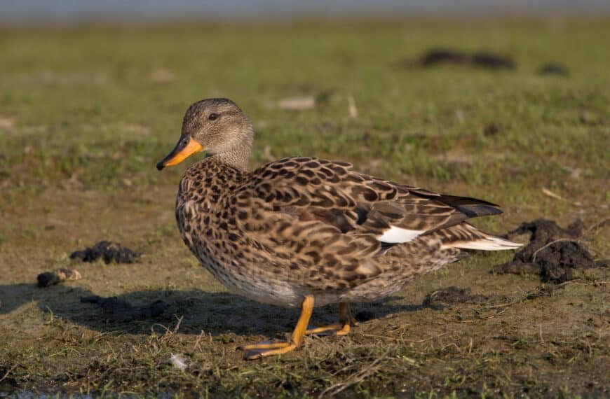 Female Gadwall Duck