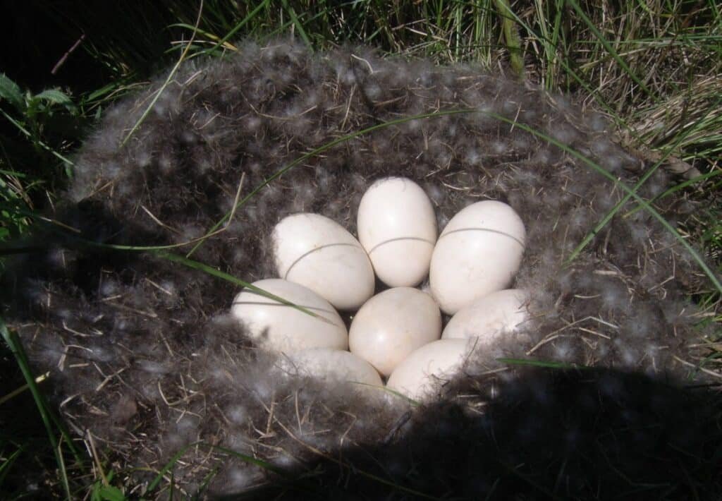 Gadwall Duck Nest