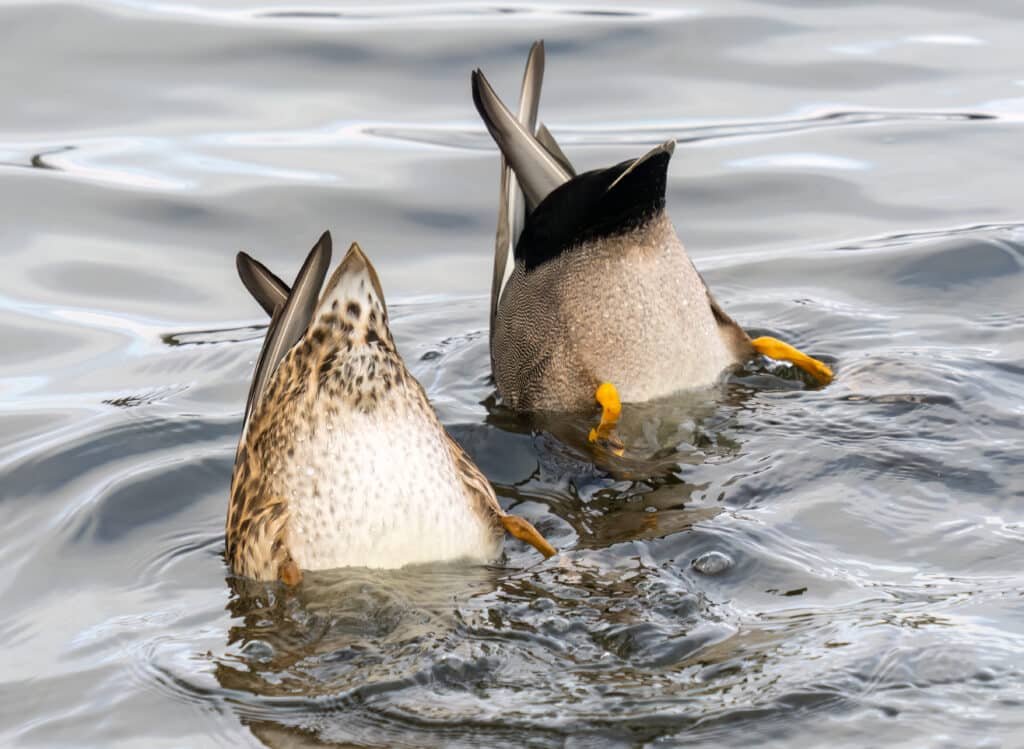 Male and Female Gadwall Duck Dabbling Ducks