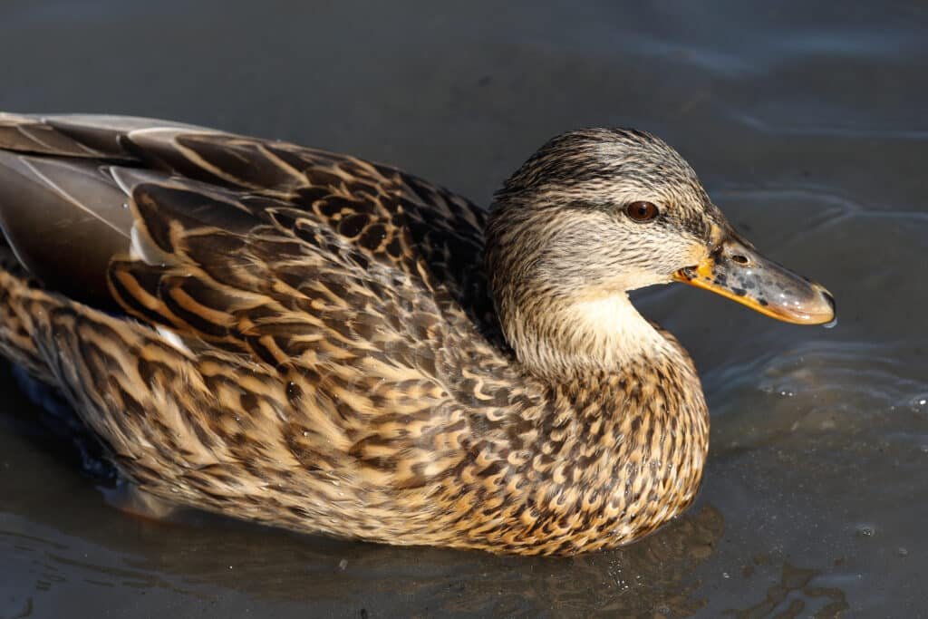 female mallard duck