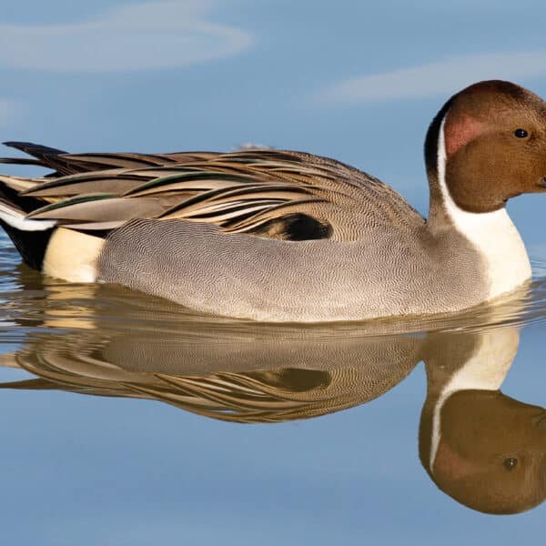 The Elegant Nomad: The Northern Pintail Duck