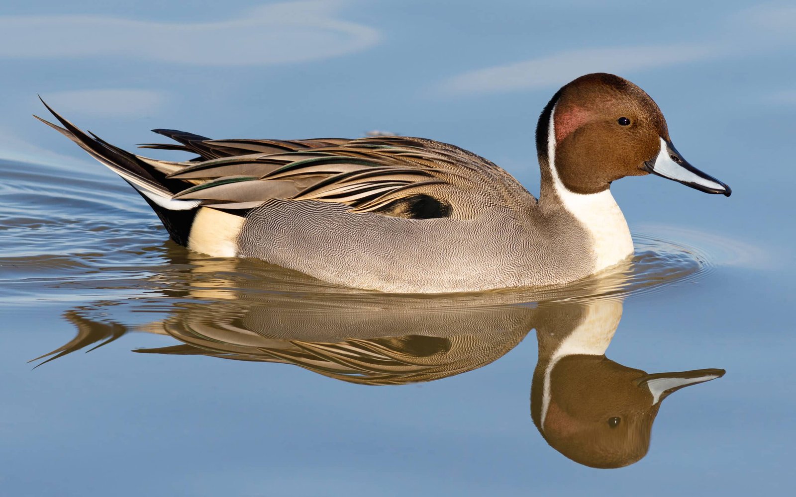 northern pintail duck