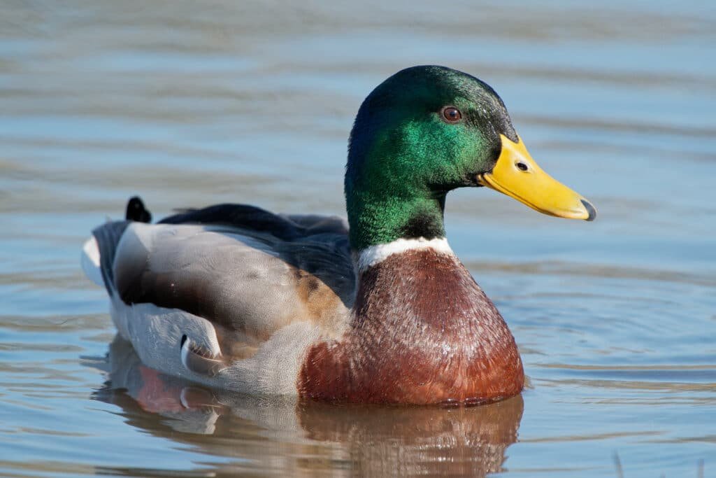 Mallard Drake