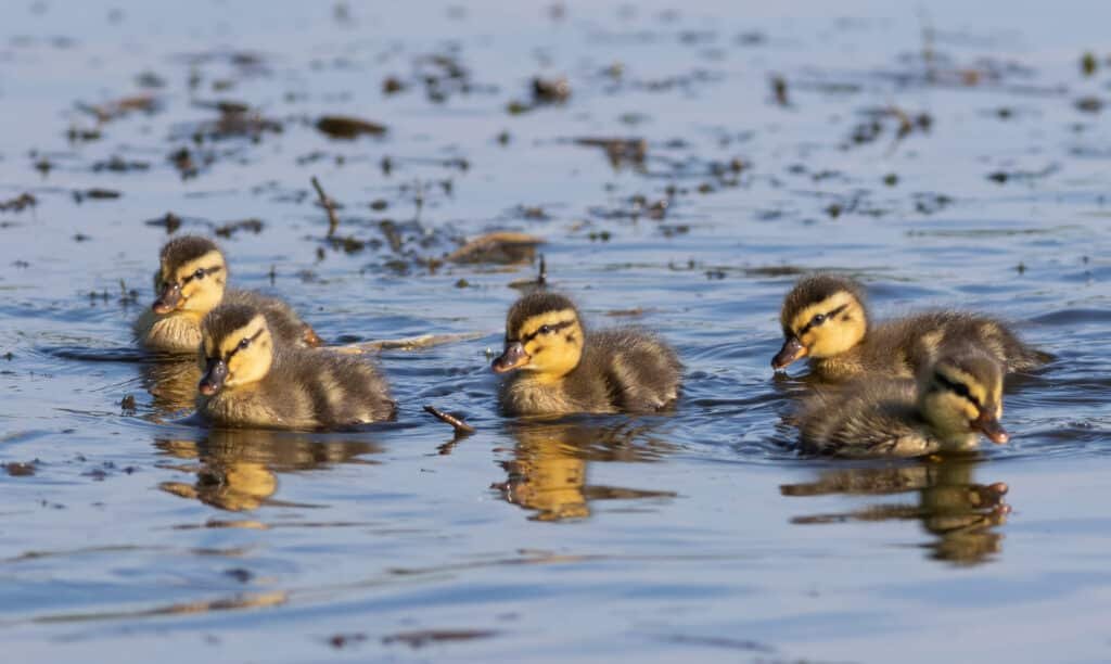 Mallard Ducklings
