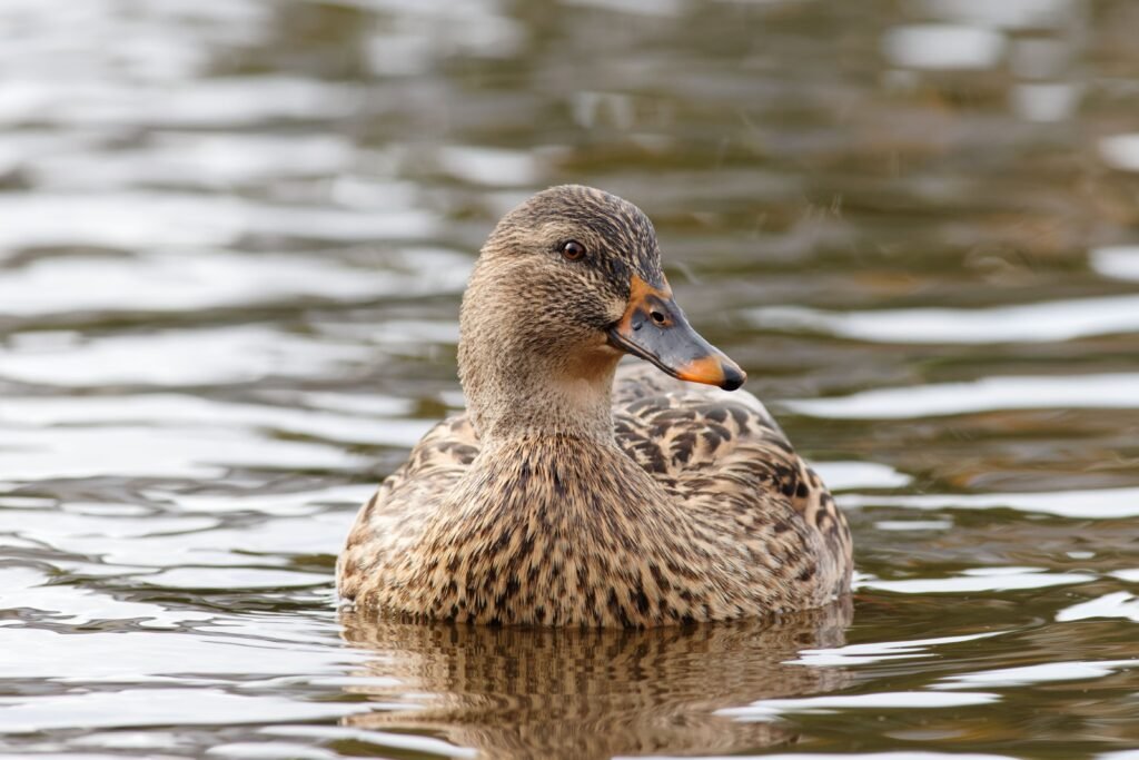 Mallard Hen