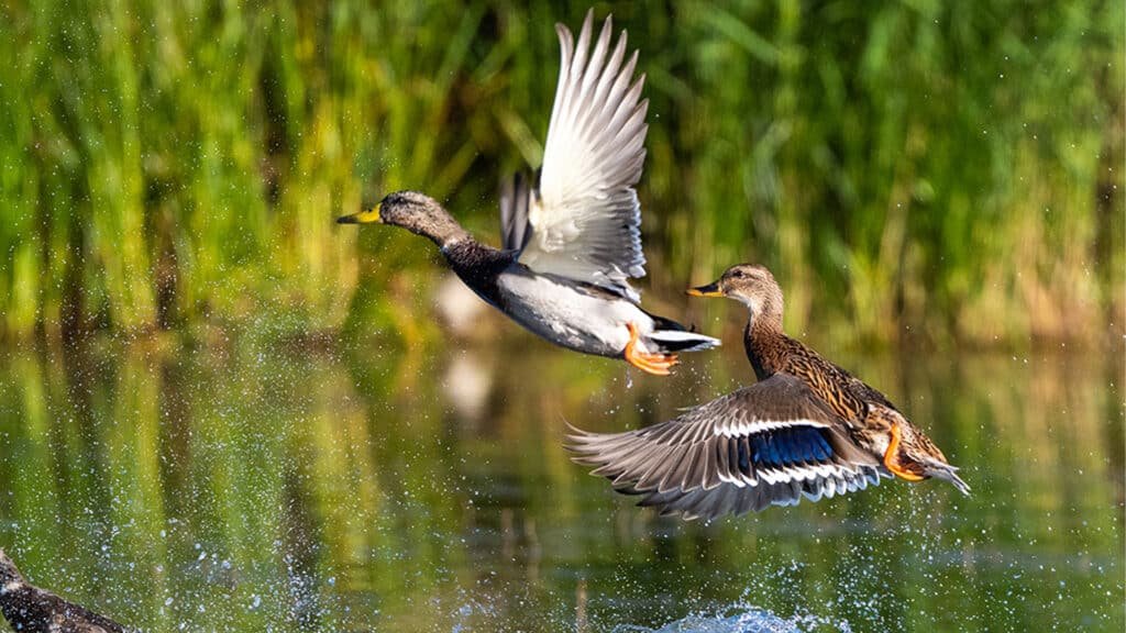 Mallard Ducks Flying