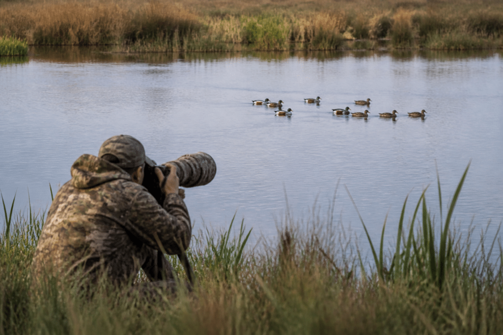 photographing green-winged teal