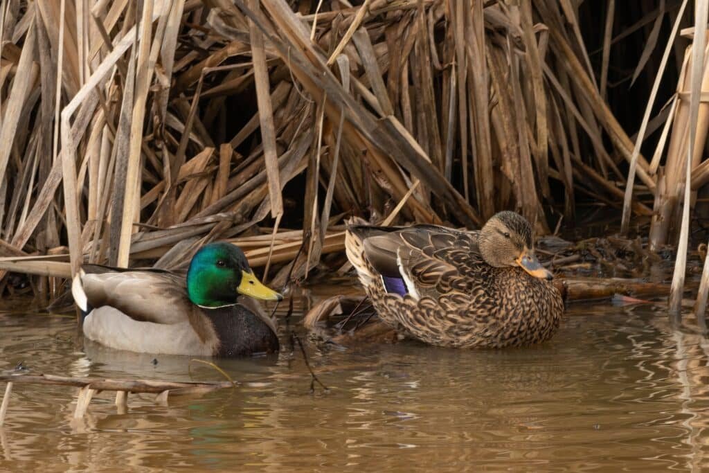 Mallard Ducks In Reeds